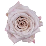 Роза садовая серебристо-лавандовая Мента
