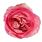Роза ярко-розовая пионовидная Пинк Экспрешн 60 см