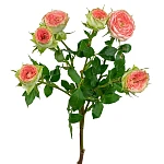 Роза кустовая розово-салатовая Папарацци!