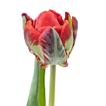 Тюльпан попугайный махровый красный с зелёным Рококо Дабл