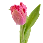 Тюльпан попугайный розовый с зелёным Марвел Пэррот 38 см