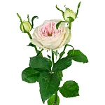 Роза кустовая кремово-розовая Балерина Саммерхаус