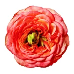 Роза пионовидная  оранжево-розовая с зелёным Гудини