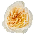 Роза садовая бело-кремовая Дэвида Остина Бесси
