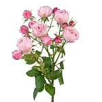 Роза кустовая розовая Мэнсфилд Пинк Парк 60 см