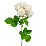 Роза кустовая бело-кремовая Роял Порцелина 50 см