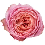 Роза садовая розовая Романтик Антик