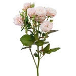 Роза кустовая пионовидная нежно-розовая Бомбастик 60 см