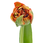 Тюльпан махровый кораллово-красный Женева 44 см