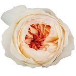 Роза садовая персиковая Дэвида Остина Джульетта