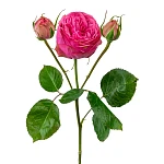 Роза кустовая розовая Пинк Пиано