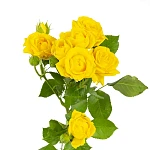 Роза кустовая желтая Йелоу Бейб