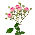 Роза кустовая розовая Мими Эден