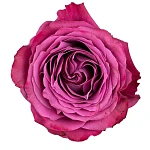 Роза садовая фиолетовая Прешиус Моментс