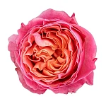 Роза садовая коралловая Роза Ловз Ми