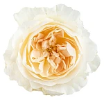 Роза садовая белая Дэвида Остина Пурити